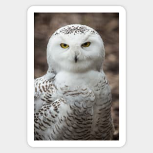 Golden Eye Snowy Owl Sticker